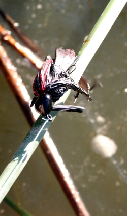 Snagging hooks in tulles can damage them